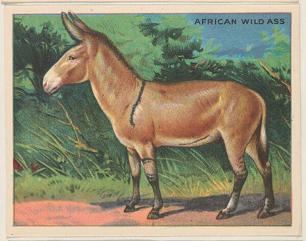 African Wild Ass, collector card from the Animals series (D9), issued by the Weber Baking Company to promote Onist Milk and Pullman Bread, Issued by Weber Baking Company, Commercial color lithograph 