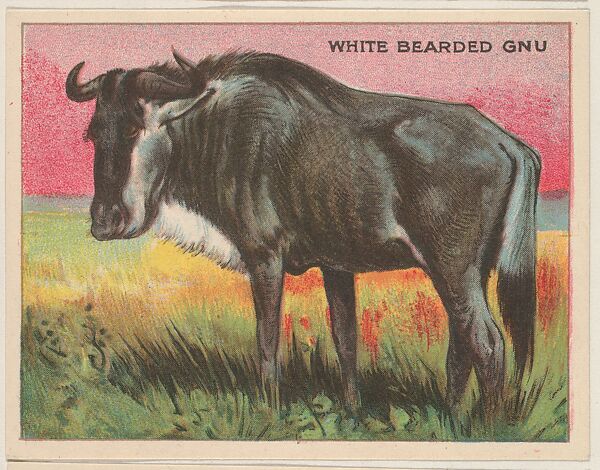 White Bearded Gnu, collector card from the Animals series (D9), issued by the Weber Baking Company to promote Onist Milk and Pullman Bread, Issued by Weber Baking Company, Commercial color lithograph 