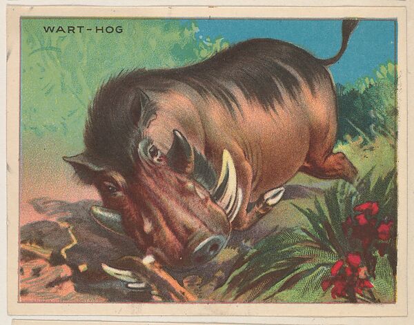 Wart-Hog, collector card from the Animals series (D9), issued by the Weber Baking Company to promote Onist Milk and Pullman Bread, Issued by Weber Baking Company, Commercial color lithograph 