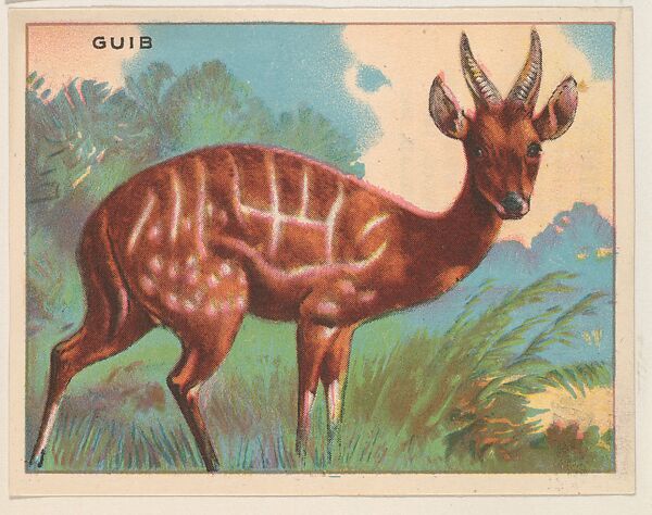 Guib, collector card from the Animals series (D9), issued by the Weber Baking Company to promote Onist Milk and Pullman Bread, Issued by Weber Baking Company, Commercial color lithograph 
