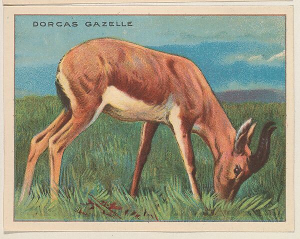 Dorcas Gazelle, collector card from the Animals series (D9), issued by the Weber Baking Company to promote Onist Milk and Pullman Bread, Issued by Weber Baking Company, Commercial color lithograph 