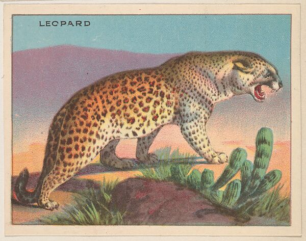 Leopard, collector card from the Animals series (D9), issued by the Weber Baking Company to promote Onist Milk and Pullman Bread, Issued by Weber Baking Company, Commercial color lithograph 