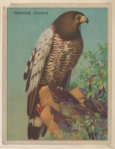 Snake Hawk, collector card from the Animals series (D9), issued by the Weber Baking Company to promote Onist Milk and Pullman Bread, Issued by Weber Baking Company, Commercial color lithograph 