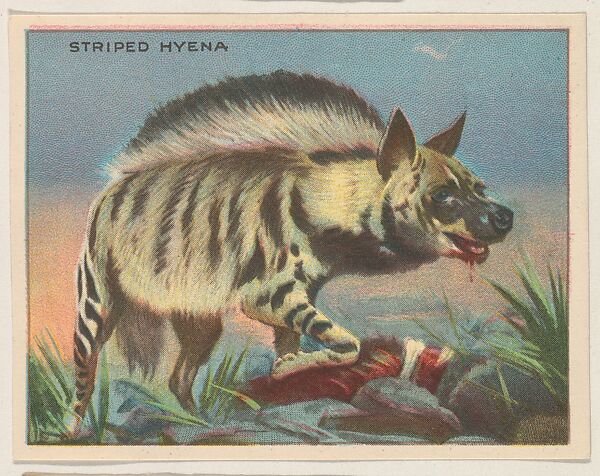 Striped Hyena, collector card from the Animals series (D9), issued by the Weber Baking Company to promote Onist Milk and Pullman Bread, Issued by Weber Baking Company, Commercial color lithograph 