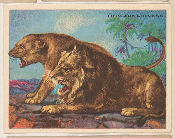 Lion and Lioness, collector card from the Animals series (D9), issued by the Weber Baking Company to promote Onist Milk and Pullman Bread, Issued by Weber Baking Company, Commercial color lithograph 