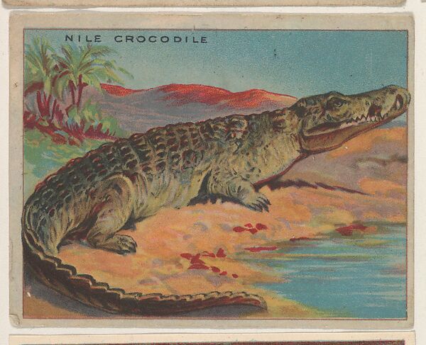Nile Crocodile, collector card from the Animals series (D9), issued by the Weber Baking Company to promote Onist Milk and Pullman Bread, Issued by Weber Baking Company, Commercial color lithograph 