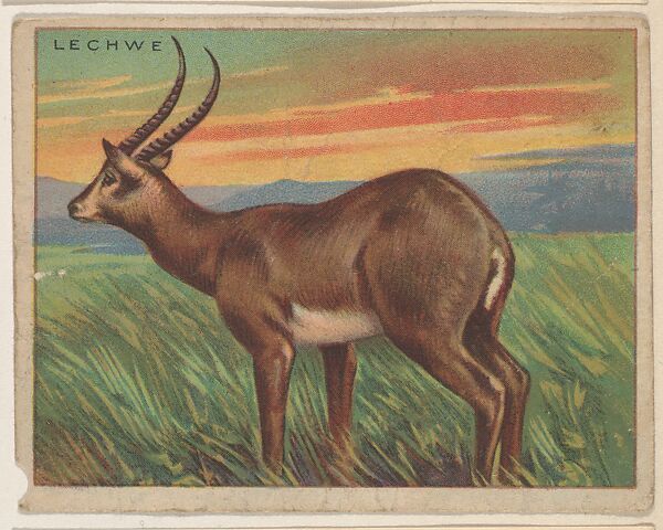Lechwe, collector card from the Animals series (D9), issued by the Weber Baking Company to promote Onist Milk and Pullman Bread, Issued by Weber Baking Company, Commercial color lithograph 