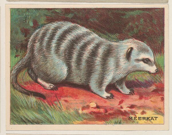 Meerkat, collector card from the Animals series (D9), issued by the Weber Baking Company to promote Onist Milk and Pullman Bread, Issued by Weber Baking Company, Commercial color lithograph 