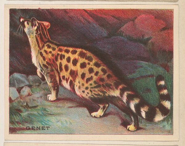 Genet, collector card from the Animals series (D9), issued by the Weber Baking Company to promote Onist Milk and Pullman Bread, Issued by Weber Baking Company, Commercial color lithograph 