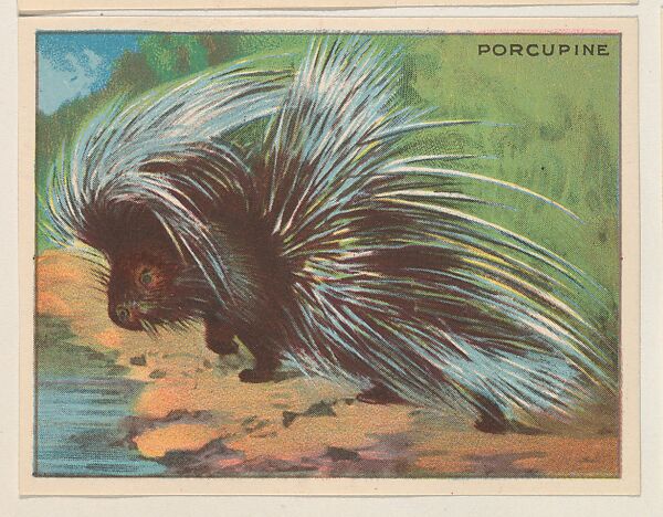 Porcupine, collector card from the Animals series (D9), issued by the Weber Baking Company to promote Onist Milk and Pullman Bread, Issued by Weber Baking Company, Commercial color lithograph 