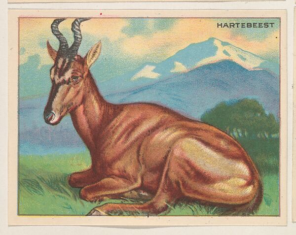Hartebeest, collector card from the Animals series (D9), issued by the Weber Baking Company to promote Onist Milk and Pullman Bread, Issued by Weber Baking Company, Commercial color lithograph 
