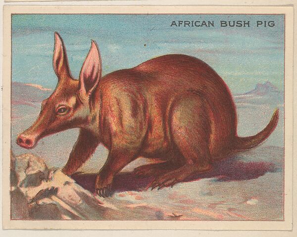African Bush Pig, collector card from the Animals series (D9), issued by the Weber Baking Company to promote Onist Milk and Pullman Bread, Issued by Weber Baking Company, Commercial color lithograph 