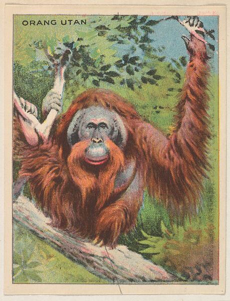 Orangutan, collector card from the Animals series (D9), issued by the Weber Baking Company to promote Onist Milk and Pullman Bread, Issued by Weber Baking Company, Commercial color lithograph 