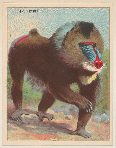 Mandrill, collector card from the Animals series (D9), issued by the Weber Baking Company to promote Onist Milk and Pullman Bread, Issued by Weber Baking Company, Commercial color lithograph 
