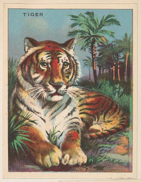 Tiger, collector card from the Animals series (D9), issued by the Weber Baking Company to promote Onist Milk and Pullman Bread, Issued by Weber Baking Company, Commercial color lithograph 
