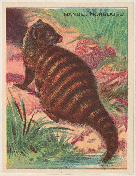 Banded Mongoose, collector card from the Animals series (D9), issued by the Weber Baking Company to promote Onist Milk and Pullman Bread, Issued by Weber Baking Company, Commercial color lithograph 