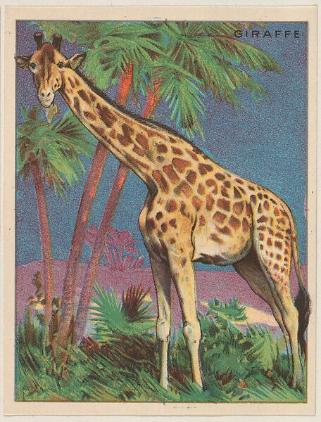 Giraffe, collector card from the Animals series (D9), issued by the Weber Baking Company to promote Onist Milk and Pullman Bread, Issued by Weber Baking Company, Commercial color lithograph 
