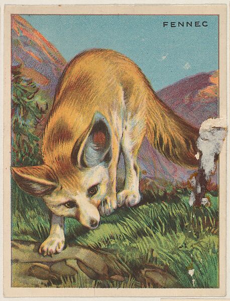 Fennec, collector card from the Animals series (D9), issued by the Weber Baking Company to promote Onist Milk and Pullman Bread, Issued by Weber Baking Company, Commercial color lithograph 