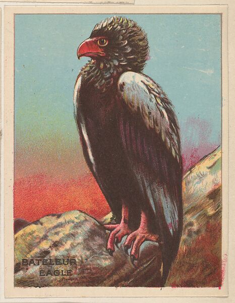Bateleur Eagle, collector card from the Animals series (D9), issued by the Weber Baking Company to promote Onist Milk and Pullman Bread, Issued by Weber Baking Company, Commercial color lithograph 