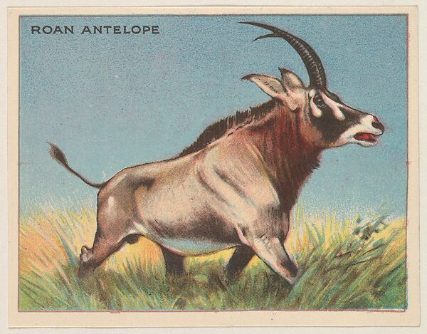 Roan Antelope, collector card from the Animals series (D9), issued by the Weber Baking Company to promote Onist Milk and Pullman Bread, Issued by Weber Baking Company, Commercial color lithograph 
