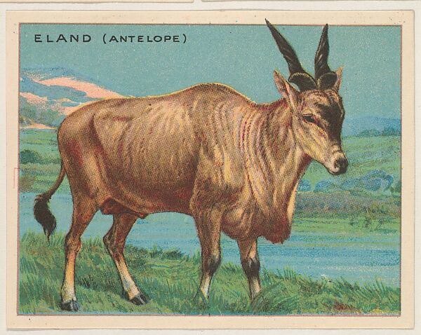 Eland (Antelope), collector card from the Animals series (D9), issued by the Weber Baking Company to promote Onist Milk and Pullman Bread, Issued by Weber Baking Company, Commercial color lithograph 