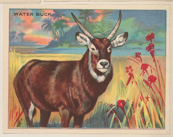 Water Buck, collector card from the Animals series (D9), issued by the Weber Baking Company to promote Onist Milk and Pullman Bread, Issued by Weber Baking Company, Commercial color lithograph 