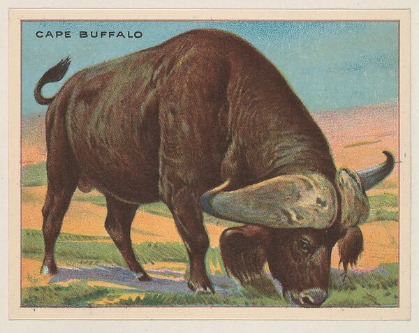 Cape Buffalo, collector card from the Animals series (D9), issued by the Weber Baking Company to promote Onist Milk and Pullman Bread, Issued by Weber Baking Company, Commercial color lithograph 