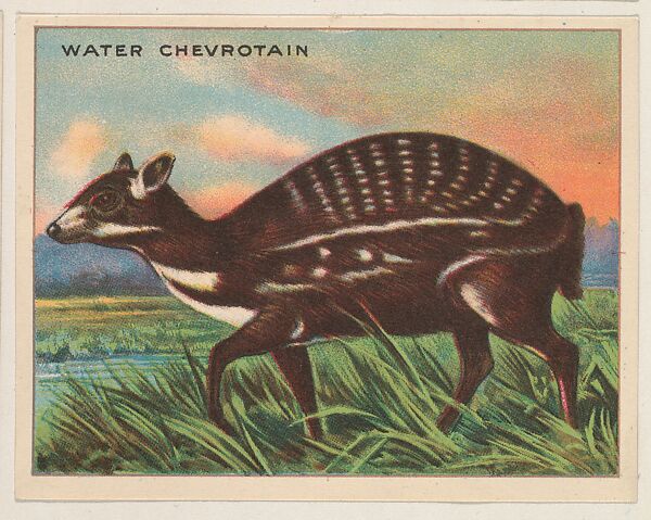 Water Chevrotain, collector card from the Animals series (D9), issued by the Weber Baking Company to promote Onist Milk and Pullman Bread, Issued by Weber Baking Company, Commercial color lithograph 