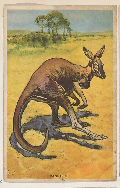 Kangaroo, collector card from the Animal's Pictures series (D12), issued by Roulstons Bread, Issued by Roulstons Bread (American), Commercial color lithograph 