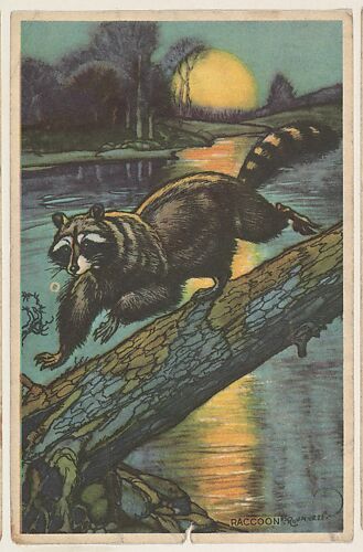 Raccoon, collector card from the Animal's Pictures series (D12), issued by Roulstons Bread