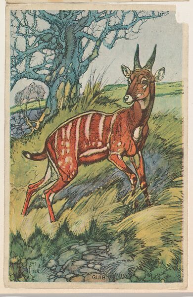 Guib, collector card from the Animal's Pictures series (D12), issued by Roulstons Bread, Issued by Roulstons Bread (American), Commercial color lithograph 