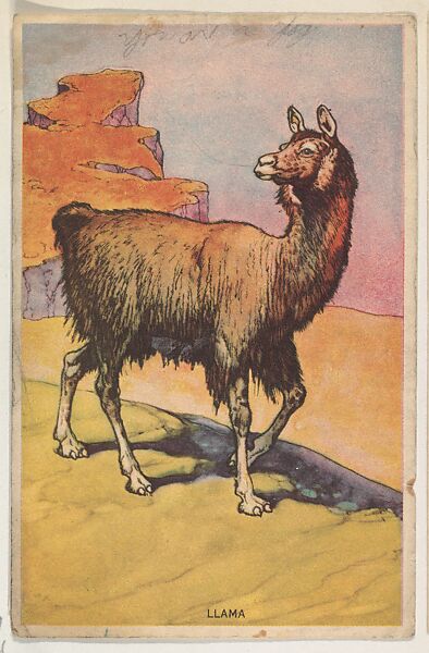 Llama, collector card from the Animal's Pictures series (D12), issued by Roulstons Bread, Issued by Roulstons Bread (American), Commercial color lithograph 