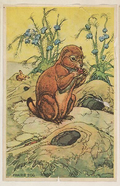 Prairie Dog, collector card from the Animal's Pictures series (D12), issued by Roulstons Bread, Issued by Roulstons Bread (American), Commercial color lithograph 