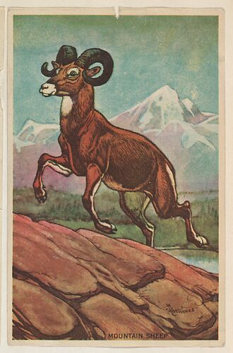 Mountain Sheep, collector card from the Animal's Pictures series (D12), issued by Roulstons Bread