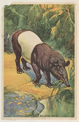 Malayan Tapir, collector card from the Animal's Pictures series (D12), issued by Roulstons Bread