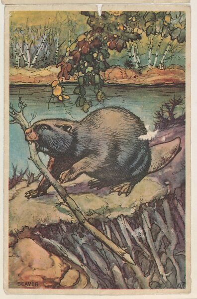 Beaver, collector card from the Animal's Pictures series (D12), issued by Roulstons Bread, Issued by Roulstons Bread (American), Commercial color lithograph 