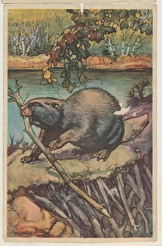Beaver, collector card from the Animal's Pictures series (D12), issued by Roulstons Bread