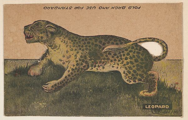 Leopard, collector card from the Animal Cutouts series (D11), issued by the R. H. Wool Steam Bakery to promote their product, Wool's Ithaca Crackers