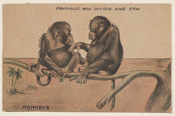 Monkeys, collector card from the Animal Cutouts series (D11), issued by the R. H. Wool Steam Bakery to promote their product, Wool's Ithaca Crackers