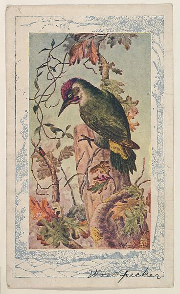 Woodpecker, collector card from the Bird Pictures series (D18), issued by the Schulze Baking Company to promote their product, Butter-Krust Bread, Issued by Schulze Baking Company, Commercial color lithograph 