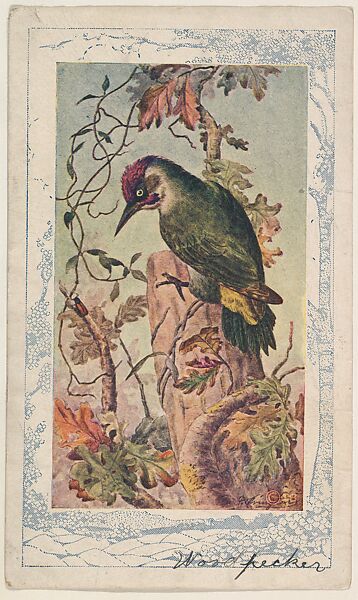 Woodpecker, collector card from the Bird Pictures series (D18), issued by the Schulze Baking Company to promote their product, Butter-Krust Bread, Issued by Schulze Baking Company, Commercial color lithograph