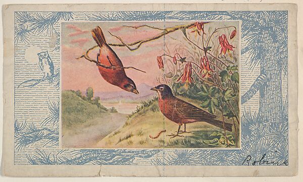 Robins, collector card from the Bird Pictures series (D18), issued by the Schulze Baking Company to promote their product, Butter-Krust Bread, Issued by Schulze Baking Company, Commercial color lithograph 