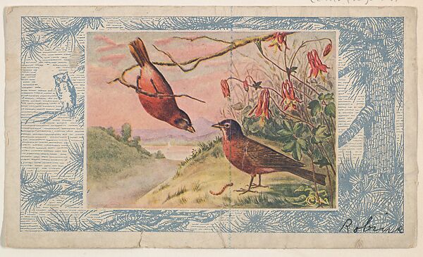 Robins, collector card from the Bird Pictures series (D18), issued by the Schulze Baking Company to promote their product, Butter-Krust Bread, Issued by Schulze Baking Company, Commercial color lithograph