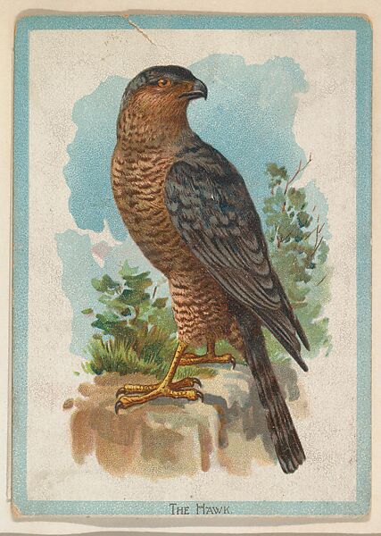 The Hawk, collector card from the Birds and Animals series (D15), issued by the Schulze Baking Company, Issued by Schulze Baking Company, Commercial color lithograph 
