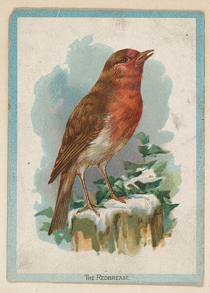 The Redbreast, collector card from the Birds and Animals series (D15), issued by the Schulze Baking Company, Issued by Schulze Baking Company, Commercial color lithograph 