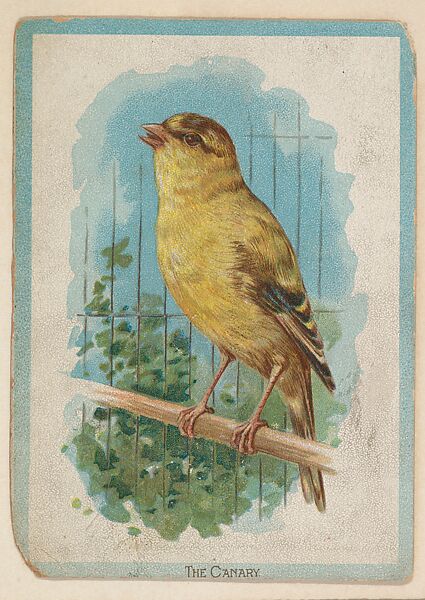 The Canary, collector card from the Birds and Animals series (D15), issued by the Schulze Baking Company, Issued by Schulze Baking Company, Commercial color lithograph 