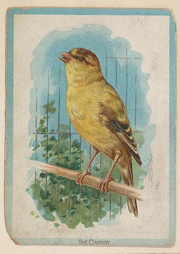 The Canary, collector card from the Birds and Animals series (D15), issued by the Schulze Baking Company