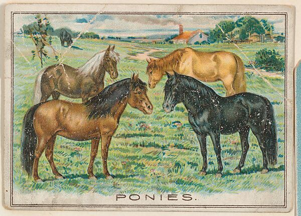 Ponies, collector card from the Birds and Animals series (D15), issued by the Schulze Baking Company, Issued by Schulze Baking Company, Commercial color lithograph 