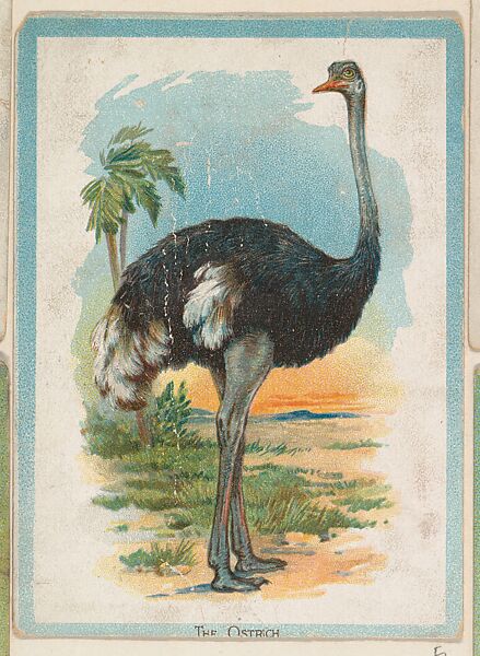 The Ostrich, collector card from the Birds and Animals series (D15), issued by the Schulze Baking Company, Issued by Schulze Baking Company, Commercial color lithograph 