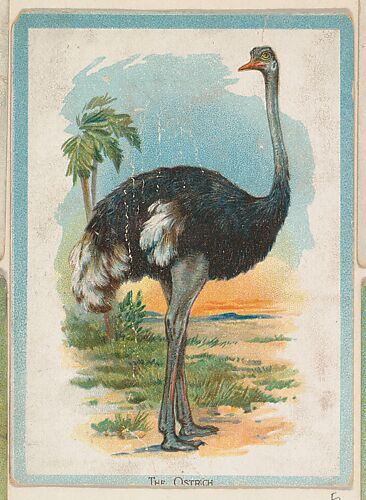 The Ostrich, collector card from the Birds and Animals series (D15), issued by the Schulze Baking Company